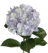 Hydrangeas Lilac
