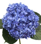Hydrangea Dark Blue