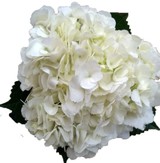Hydrangea White Premium