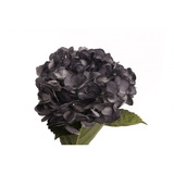 Hydrangea Black
