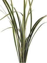 Lily Grass Variegated