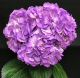 Hydrangea Light Purple