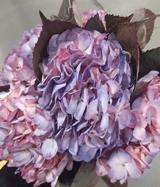 Hydrangea Violet
